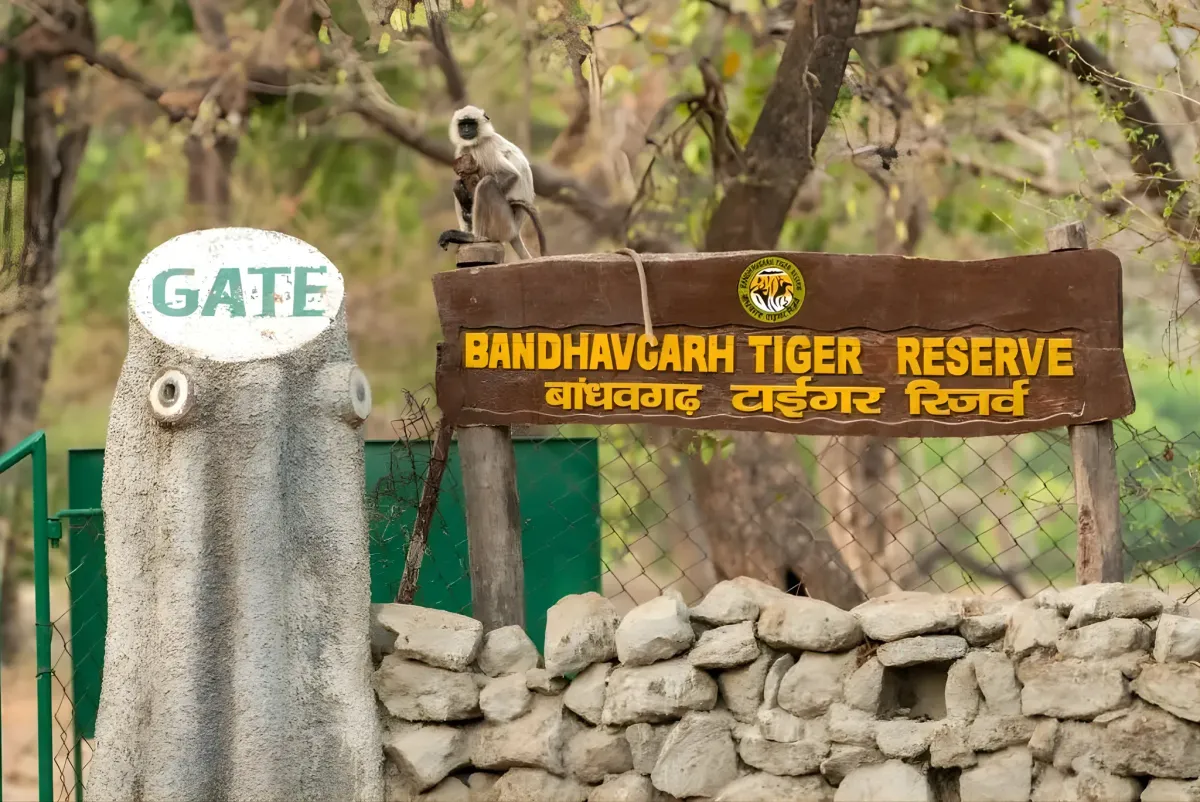 Bandhavgarh & Kanha Tiger Safari Tour — madhya-pradesh travel package
