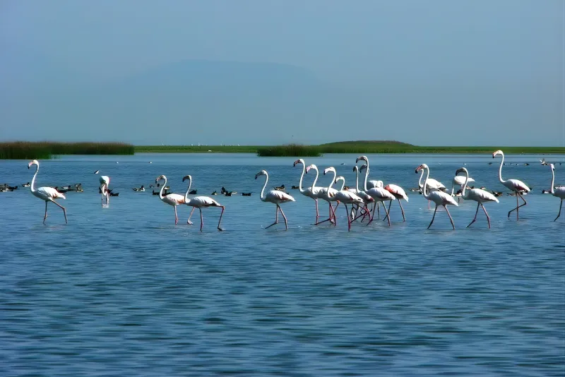 Puri & Chilika Lake Tour