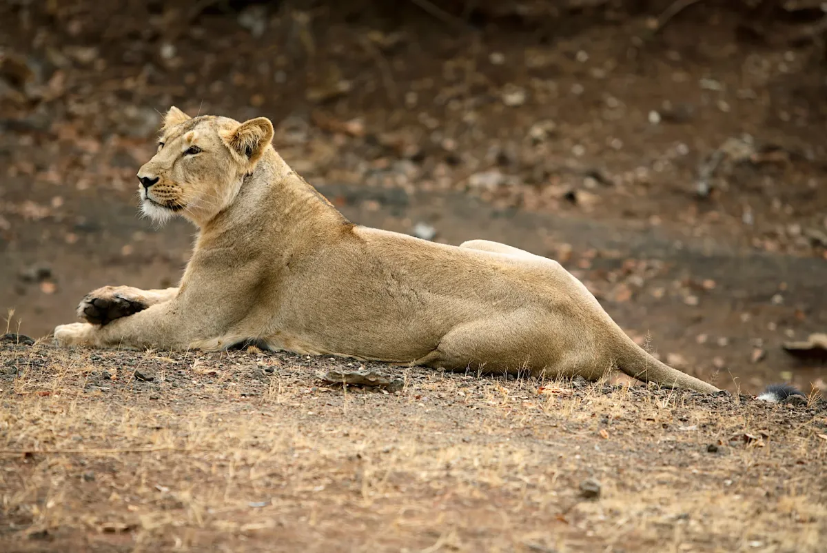 Gujarat Odyssey — gujarat travel package
