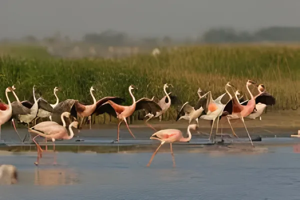 Rann of Kutch Tour with Rann Utsav 1