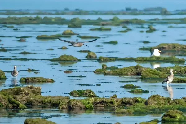 Kutch & Dwarka Somnath Gir Grand Tour 3