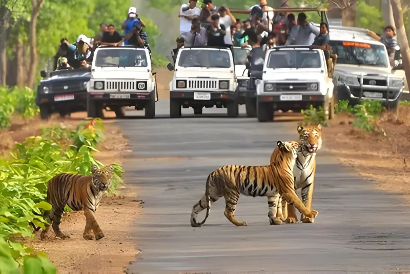 Rajasthan Wildlife & Heritage Tour