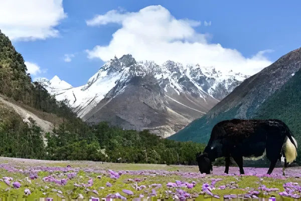 North Sikkim Adventure 2