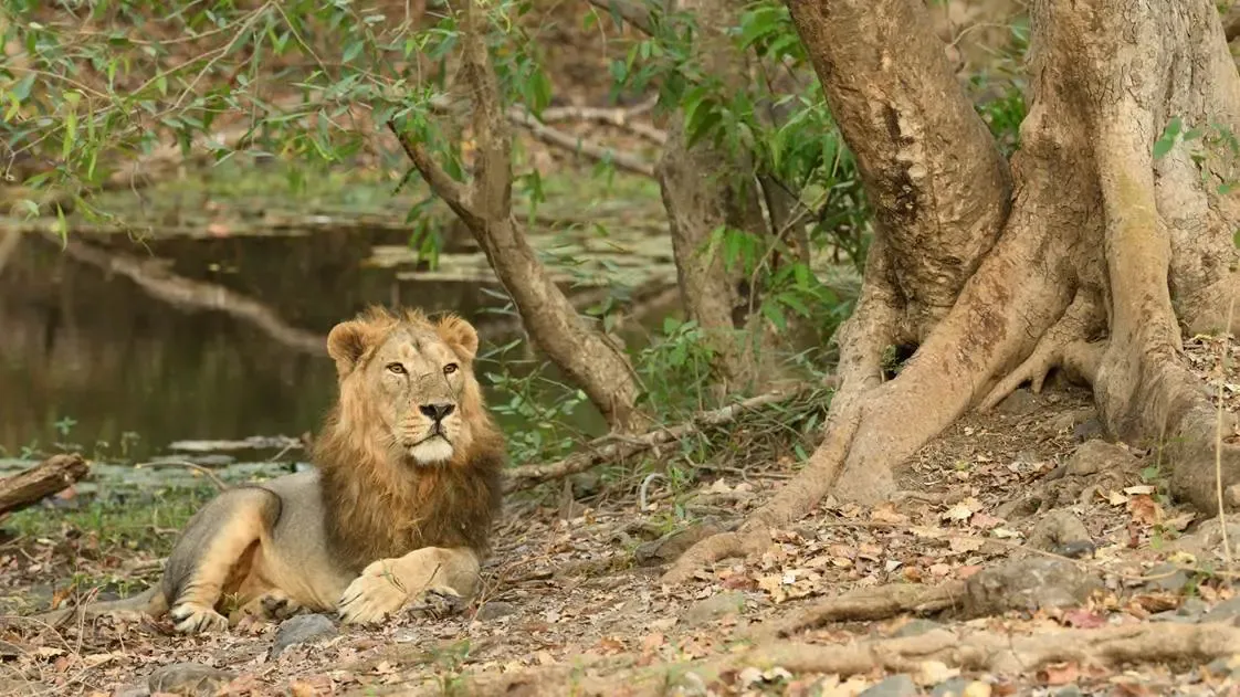 Open jeep safari trail in Sasan Gir National Park