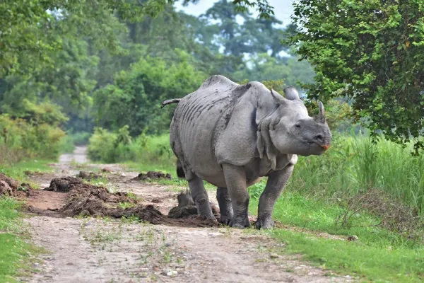 Kaziranga Safari with Meghalaya Tour Package 9