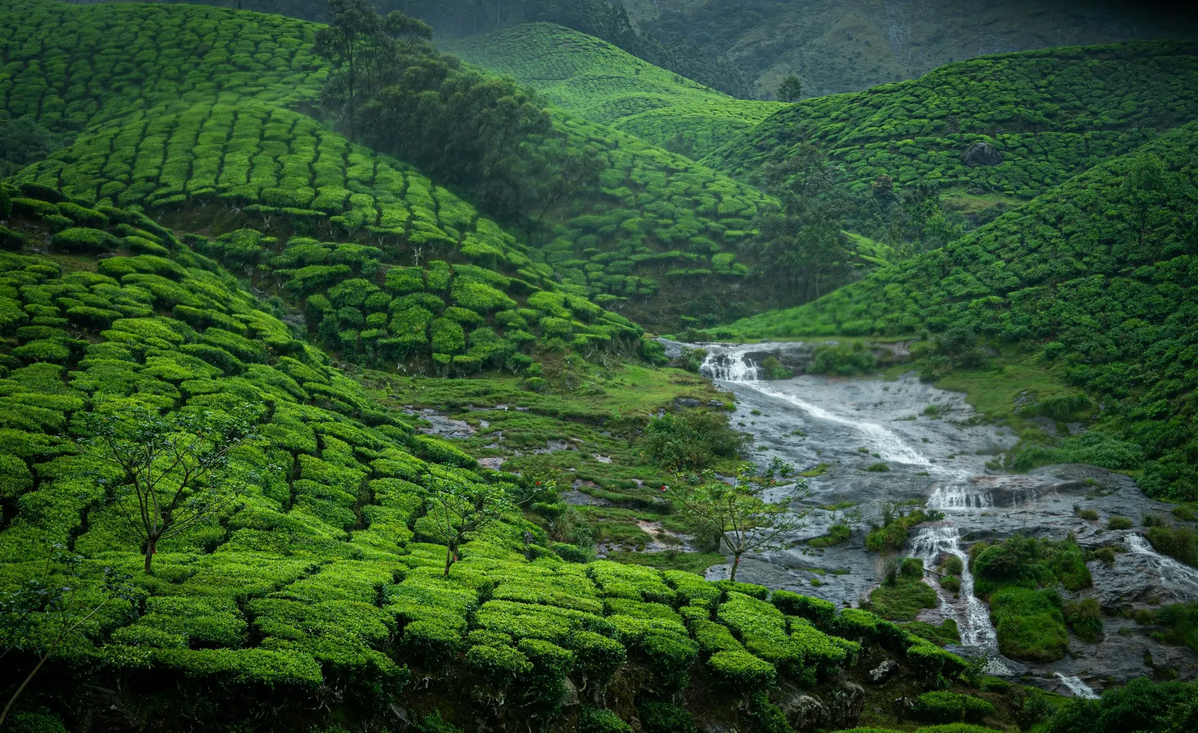 Munnar tea plantations in monsoon, Kerala