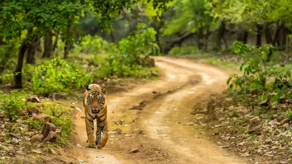Rajasthan Wildlife & Heritage Tour 3