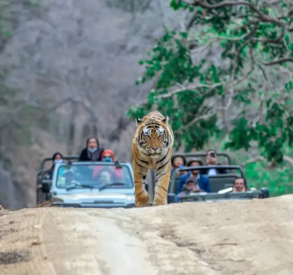 Rajasthan Wildlife & Heritage Tour 4