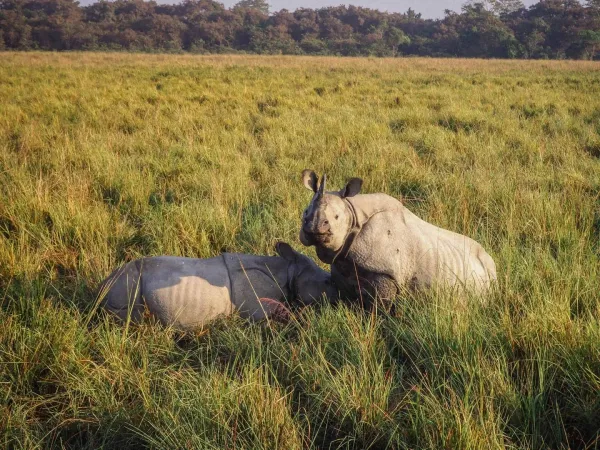 Kaziranga Safari with Meghalaya Tour Package 10
