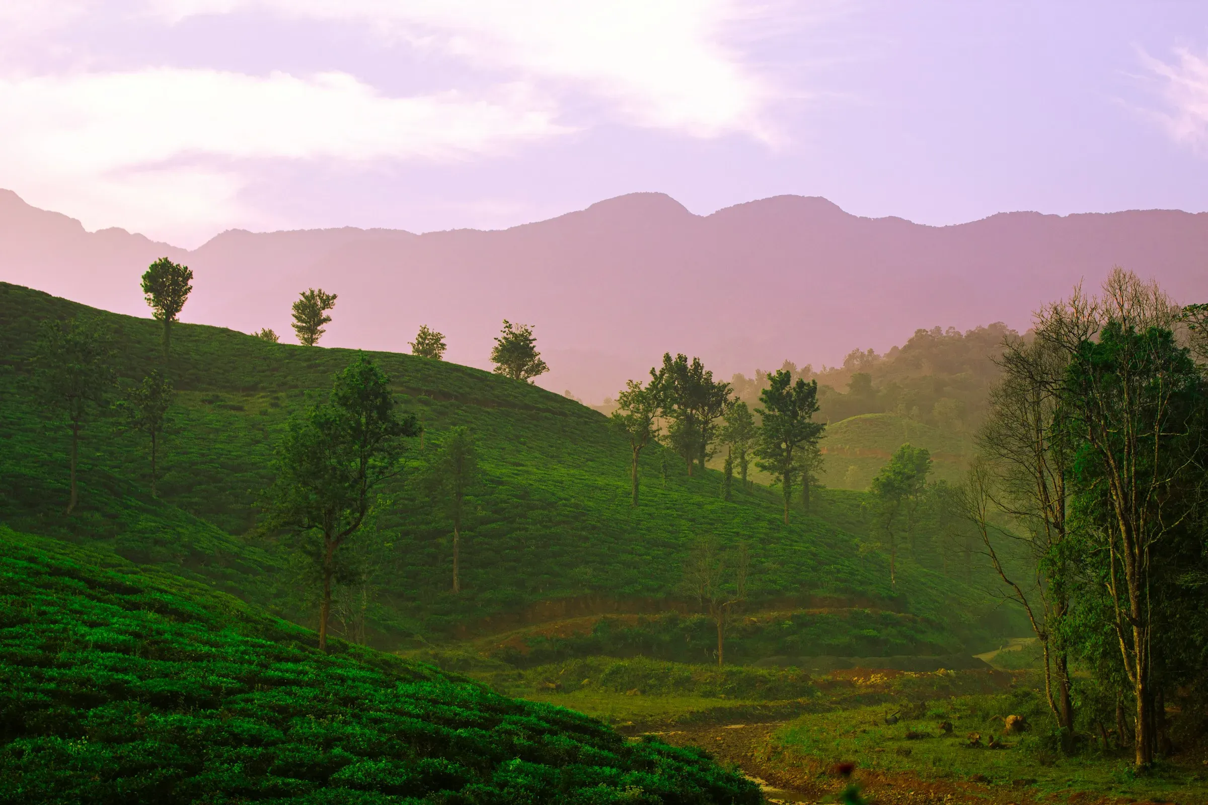 Wayanad lush green forest hills, Kerala