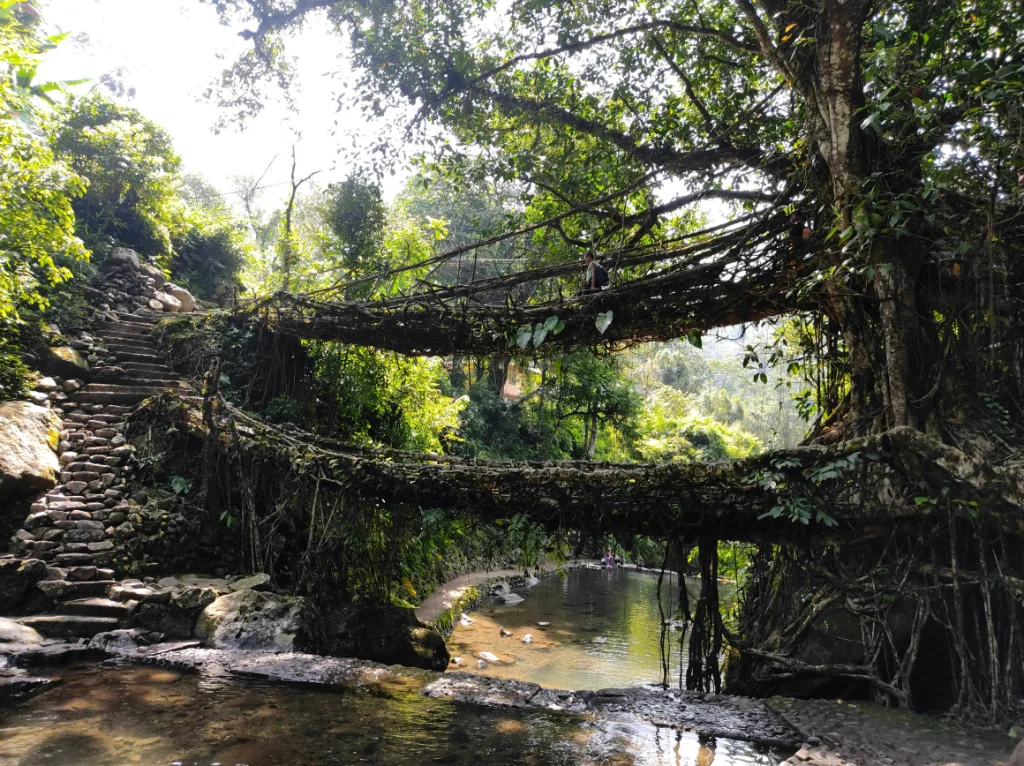 Living Root Bridge, Meghalaya
